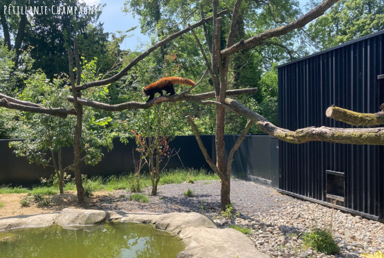 Zoo Amiens panda roux