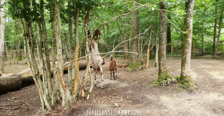 Parc Argonne chèvre géante