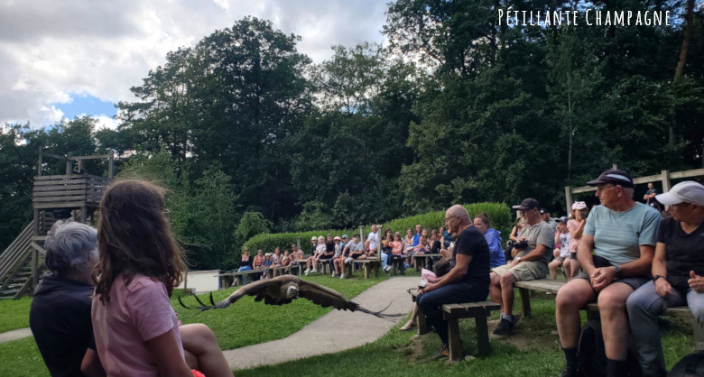 Parc Argonne spectacle oiseaux 3