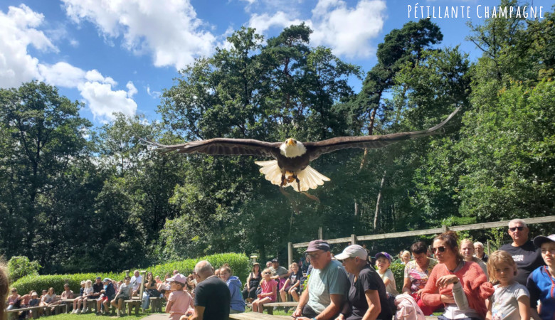 Parc Argonne spectacle oiseaux 4